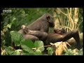 Human characteristics of chimps - BBC wildlife