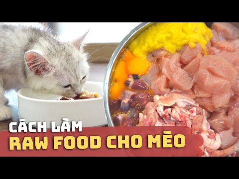 Cách Làm RAW FOOD CHO MÈO 😸🥩 | Raw Food Cho Mèo Là Gì? | Có Nên Cho Mèo Ăn Raw Food?
