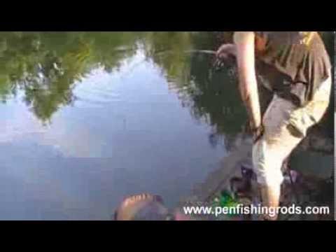 More rod bending action with some carp! The Pen rod extreme only from 