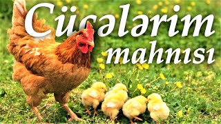 AY MƏNİM CÜCƏLƏRİM 🐣🐥🐤 uşaq mahnısı Q.Hüseynli, T.Mütəllibov