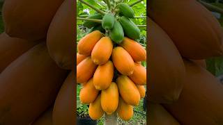 What If You Could Grow Papaya Trees Faster With Air Layering?