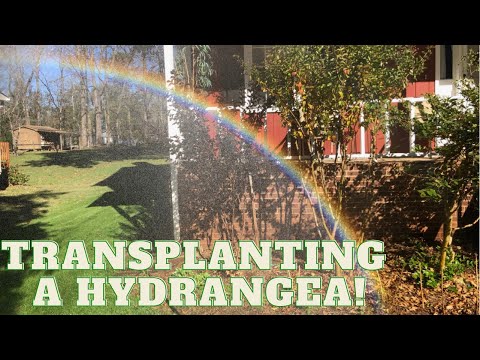How To Transplant A Hydrangea For Better Sun