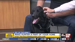 Pet of the week: Hunter is a 3-year-old Labrador Retriever mix with a heart of gold