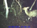 Sambar on Trailcam