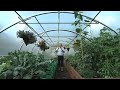 polytunnels