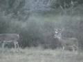 2007 Texas Hunt Highlights 2007 Texas Hunt Highlights