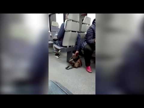 Ladrón roba un bolso en un tren de Irún y la víctima lo recupera