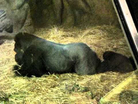 上野動物園　ゴリラ　親子　（2011．05．21）