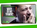 Why Do We Yawn? Why Do We Yawn?