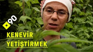 Çalışan kadınlar: Karadeniz'de kenevir yetiştirmek | \