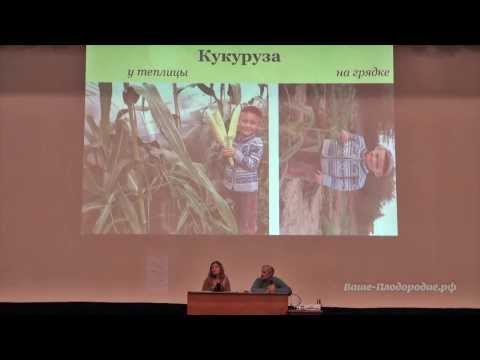 Сорта баклажан для теплицы из поликарбоната: какие лучше для Сорта баклажанов для теплицы из поликарбоната - перечень и