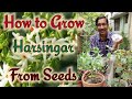 How to grow Parijat or Harsingar From Seeds / Growing Night Flowering Jasmine Plants