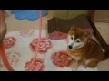 猫ミルキーのまわりを回る柴犬ひかり　Shiba Inu and cat's Performance