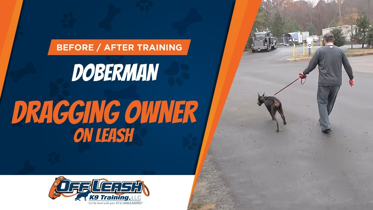 ... On Leash! Before/After Video! Best Dog Trainers, Northern Va - YouTube