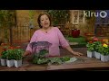 Ladybug larvae eating aphids|Trisha Shirey|Central Texas Gardener