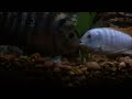 Flowerhorn vs Ice Blue Zebra African Cichlid