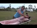 alligator
