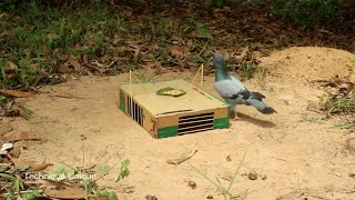 Kartondan  kolay kuş tuzak yapımı - kuş yakalama kuş tuzakları nasıl yapılır