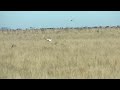 caza de avestruz con galgos, nico rojas y hormiga!!!