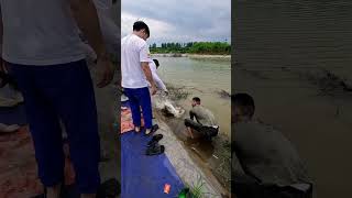 Девушка-Китаянка Поймала Огромную Рыбу. #Рыбалкаудочкой
