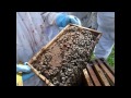 Taking the sting out of bee keeping at Cockington Apiary. Thanks to Torbay Beekeeping Association HD