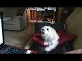 LOVELY DOG SINGING - Perro que canta (Gracias por quererme)