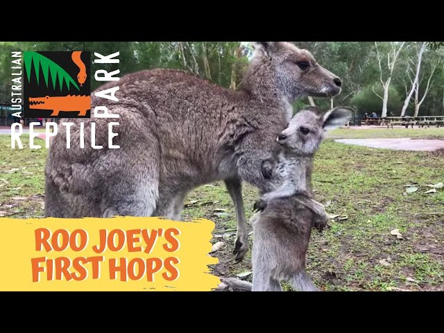 Baby Kangaroo Learns New Skills - Video