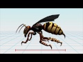 Asian Giant Hornet sting kills dozens in China Asian Giant Hornet sting kills dozens in China