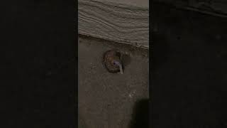 Sexy Slugs Doing The Nasty 😳 Funny Animals #shorts