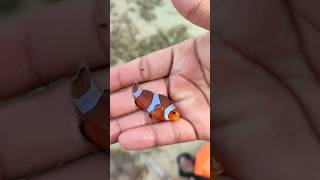 Berburu Kepiting, Kerang Besar, Ikan Nemo