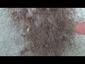 Daddy Long Legs Spiders Daddy Long Legs Colony Creeeeeeepy images Daddy Long Legs Spiders Daddy Long Legs Colony Creeeeeeepy