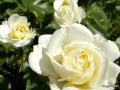 Érzem a fehér rózsák illatát