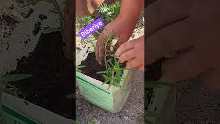 Becerikli Kadınlar. Biberiye Nasıl Ekilir