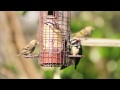 Backyard Bird Watching: Downy Woodpecker