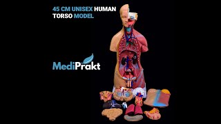 MediPrakt | Human Torso Model | 23 Parts | 45 cm | Anatomically Accurate