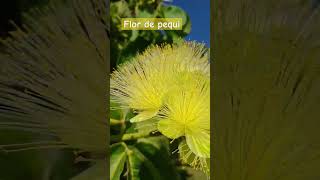 Floração Do Pequizeiro No Cerrado Brasileiro.