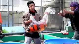 KOI FARM **GIANT KOI**