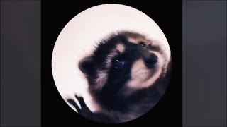 canción de mapache pedro Tik Tok 1 hr. -Raffaella Carrà - Pedro (Jaxomy & Agatino Romero Remix)