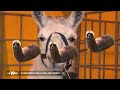 Serge le Lama - Lamaoutai (Official oukilémonlama version CLIP)