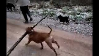 Funny Staffy Dog With A Big Stick
