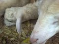 Kambing Makan Gedebok Pisang images Kambing Makan Gedebok Pisang