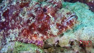 SCORPION FISH