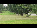 Gallyakat kereső gólya Gyulán a Hunyadi tó mellett 2020.06 - 23   án
