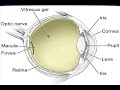 Retina