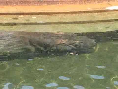 潜水して水中で遊ぶカバ ＠東山動物園