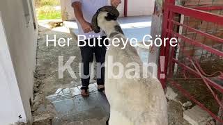 Her Bütçeye Göre Kurban