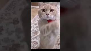 Funniest Videos 2023 Funny Cats