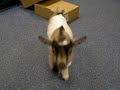 Kid pygmy goat going nuts!!