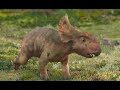 Walking With Dinosaurs 3d Full Movie New 2015 Actione New ...
