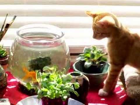 goldfish bowl and cat. My new kitten Jamie is so cute, he tried to catch the gold fish from a owl.